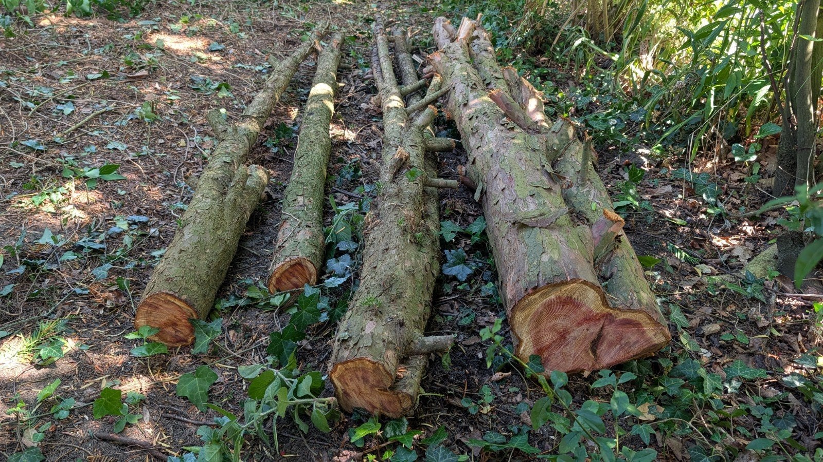 Taxus boomstammen, Minder dan 3 m³, Ophalen