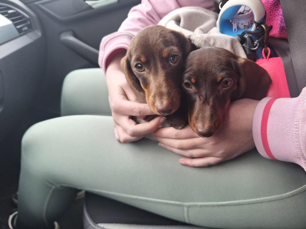 2 kaninchen teckels, Dieren en Toebehoren, Honden | Teckels en Dashonden, Teef, Korthaar, Kaninchen, Particulier, Meerdere, Nederland