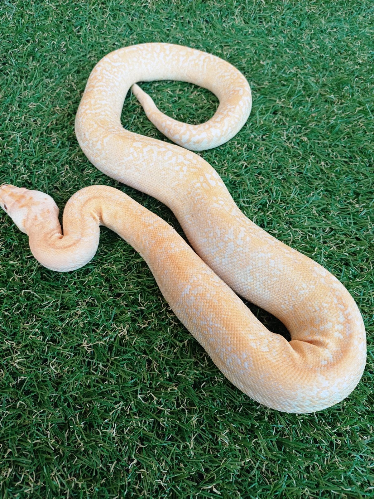 Albino Granite Tijgerpython, Slang, Tam, 0 tot 2 jaar