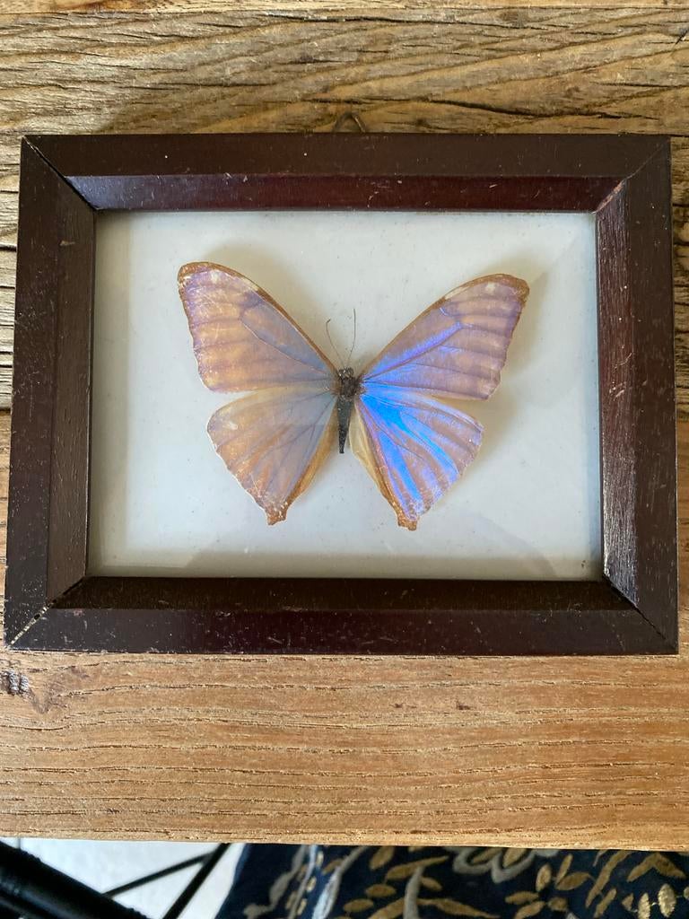 Ingelijste vlinder - Prachtige blauwe Morpho, Ophalen of Verzenden, Gebruikt, Insect, Opgezet dier