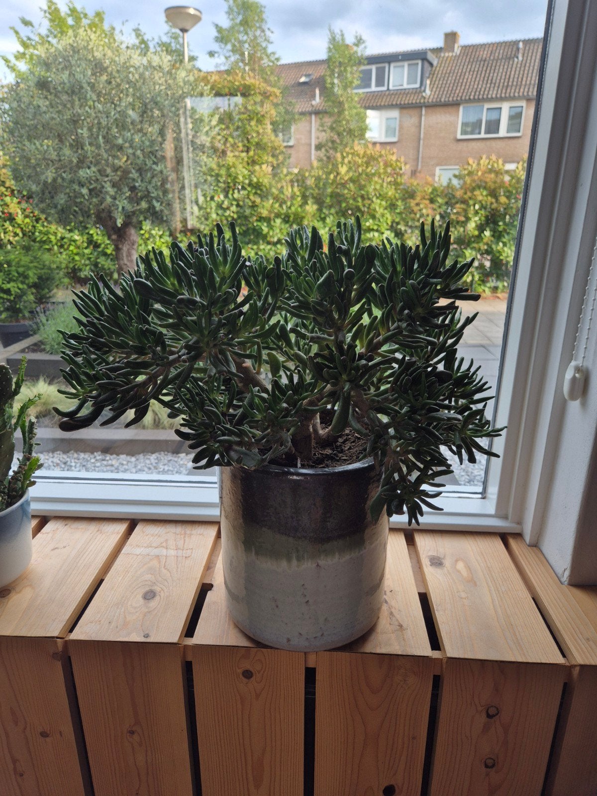Crassula horntree in bloempot hoogte 50x50cm, Ophalen, Vetplant, In pot, Minder dan 100 cm