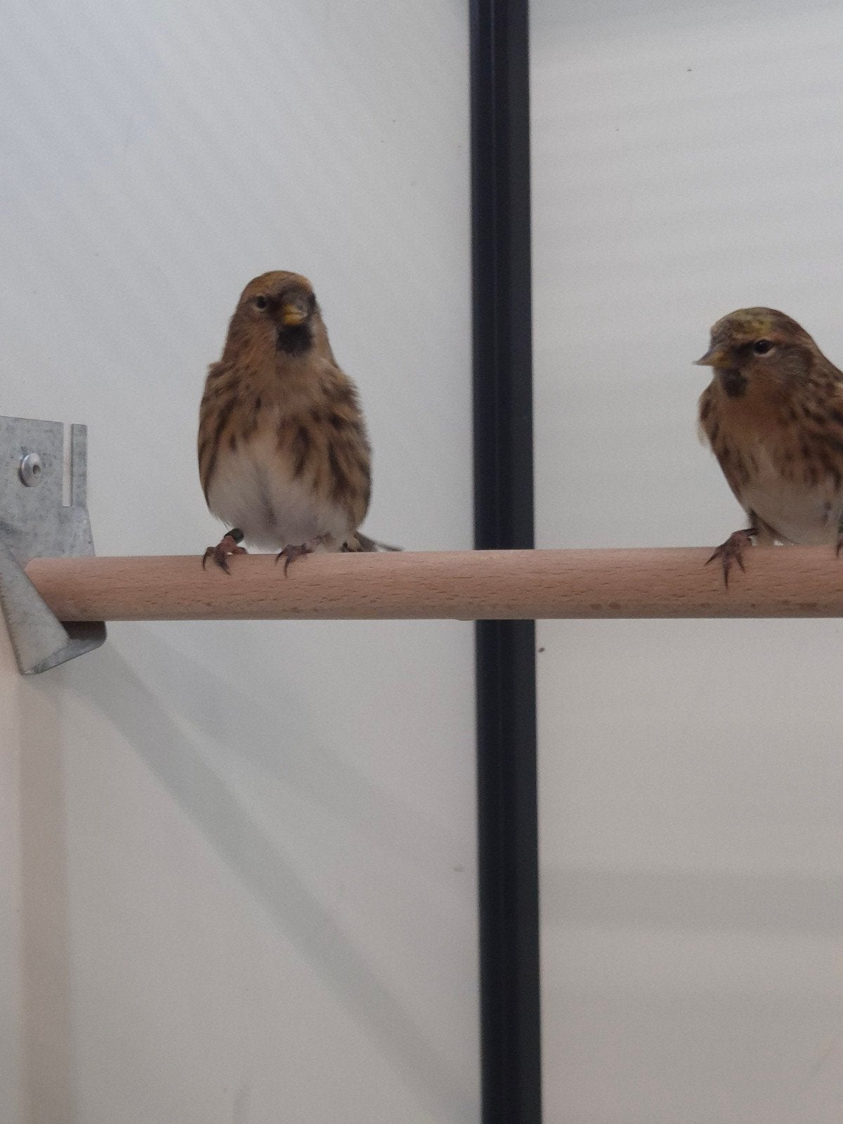 Kleine barmsijsen, Geslacht onbekend, Wildzangvogel, Geringd