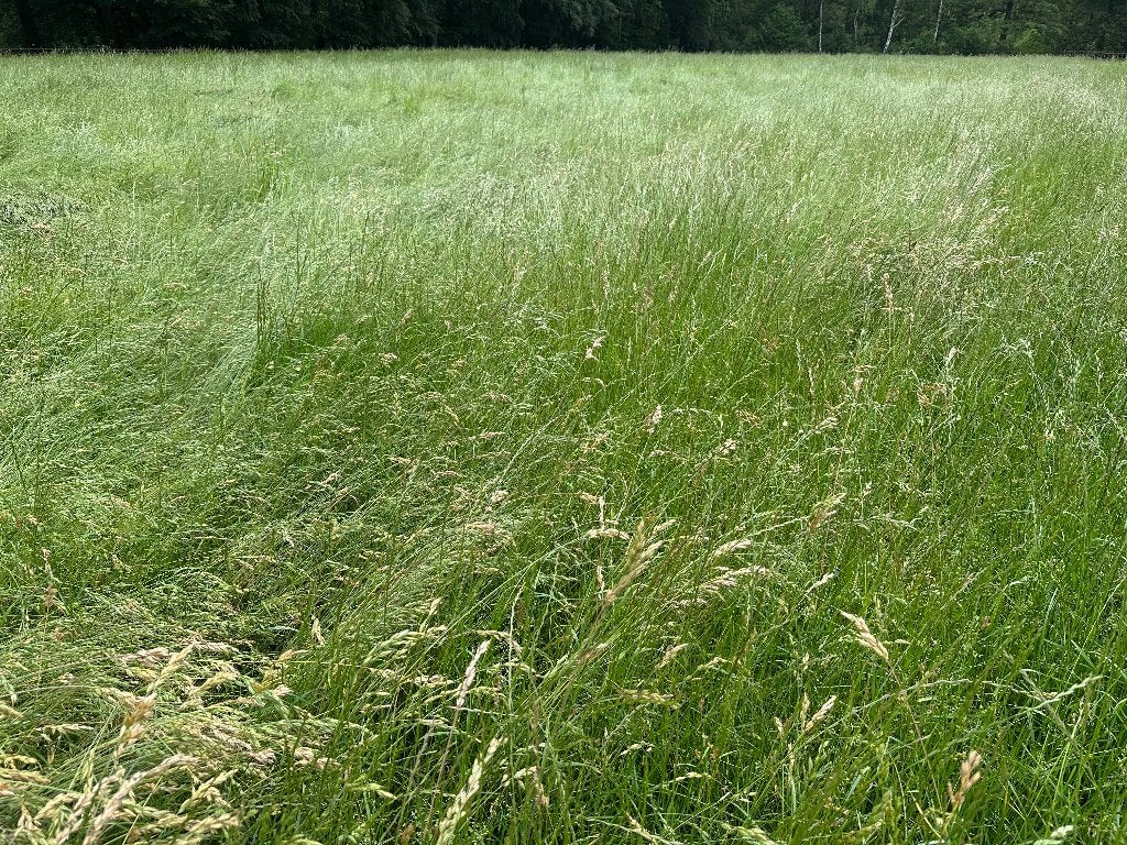 Prachtig voordroog hooi, Dieren en Toebehoren, Ophalen, Vee