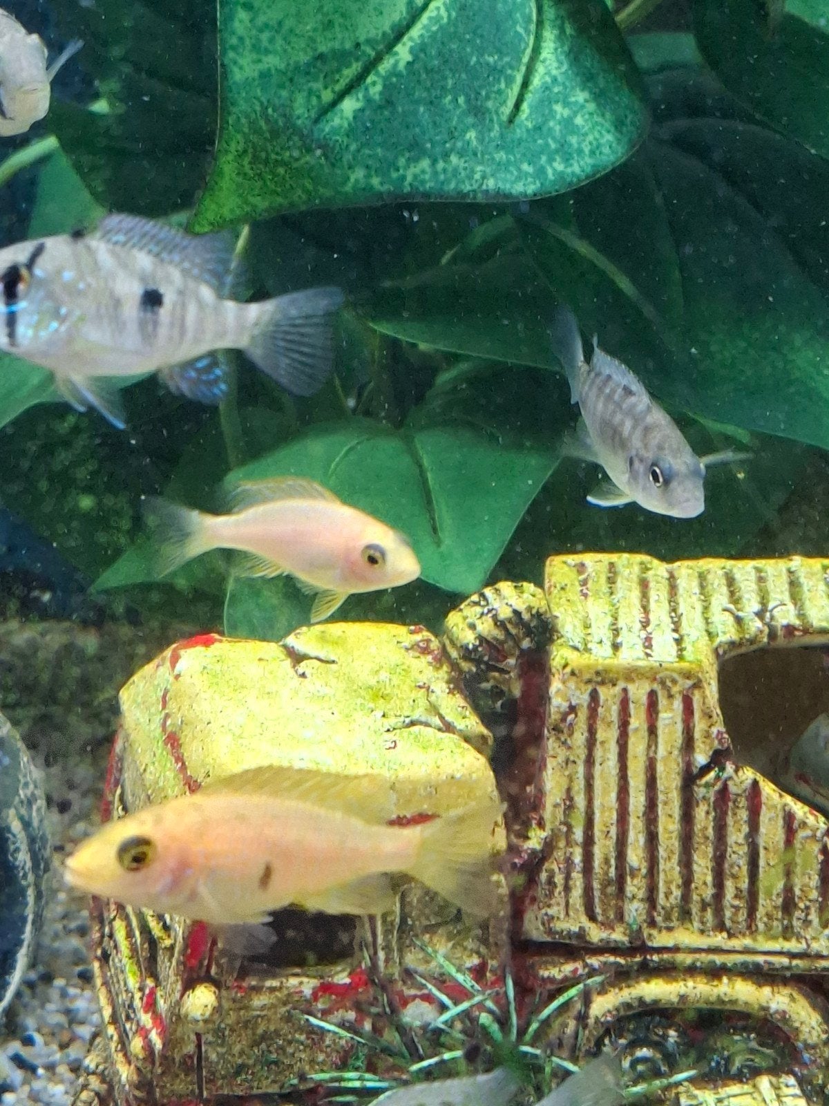 Diverse chicliden te koop a 2 euro per stuk, Vis
