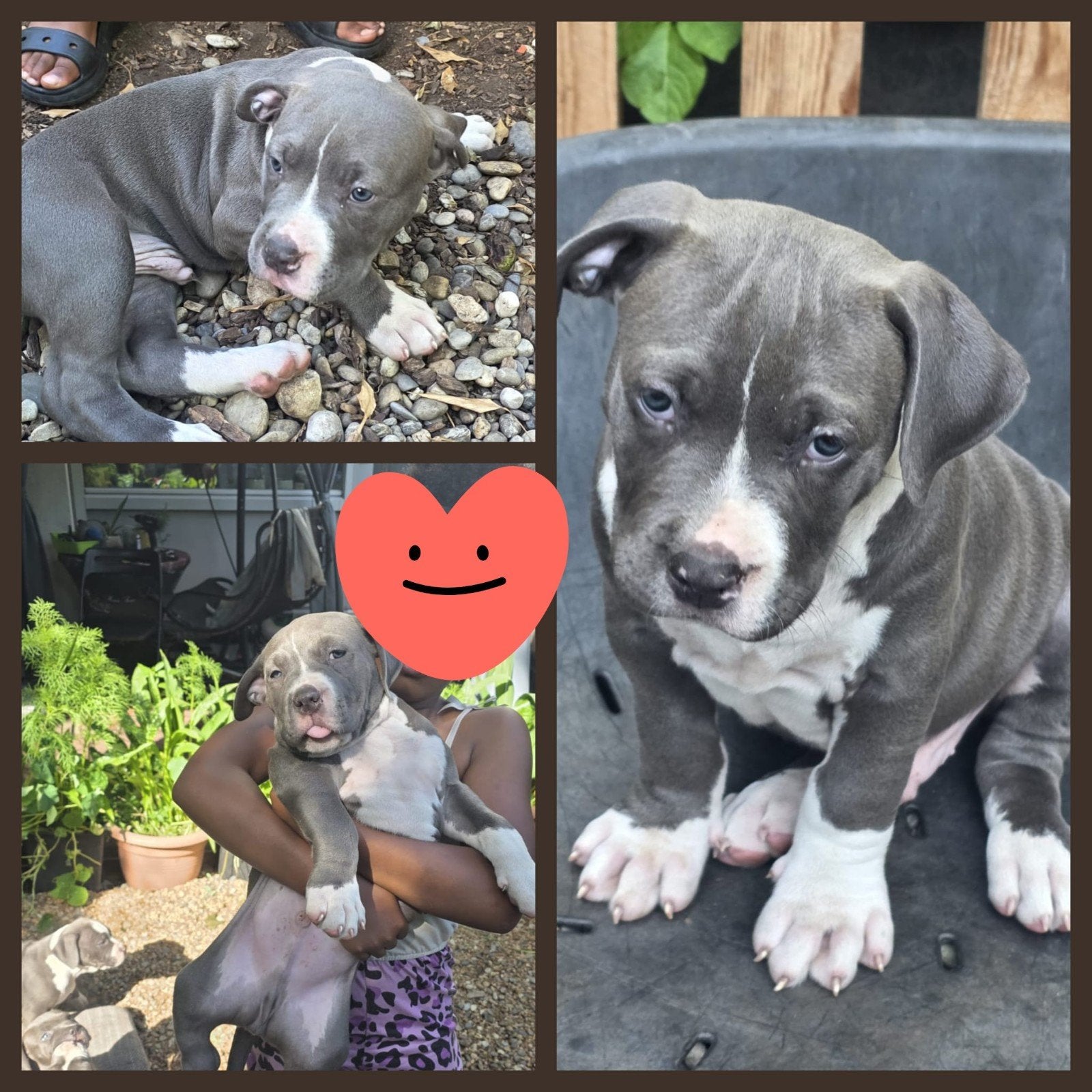 American bully xl, 8 tot 15 weken, Parvo, Meerdere, Nederland