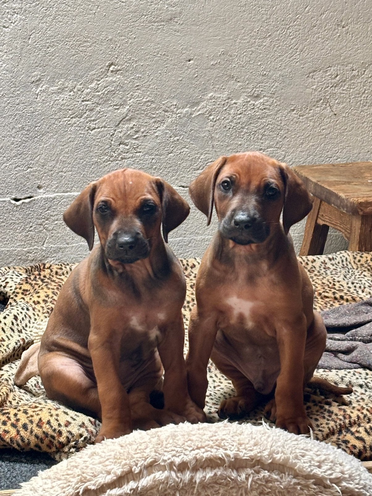 Rhodesian ridgeback pups te koop, Overige rassen, 8 tot 15 weken, Meerdere, Meerdere dieren
