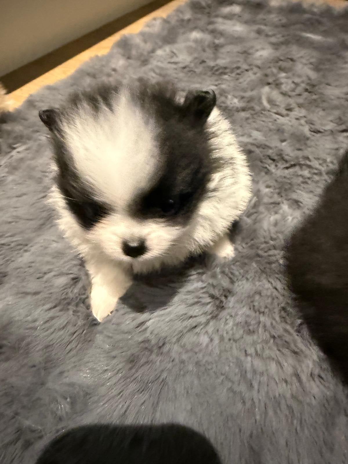 Pomeriaan pups, 8 tot 15 weken, Parvo, Meerdere, Nederland