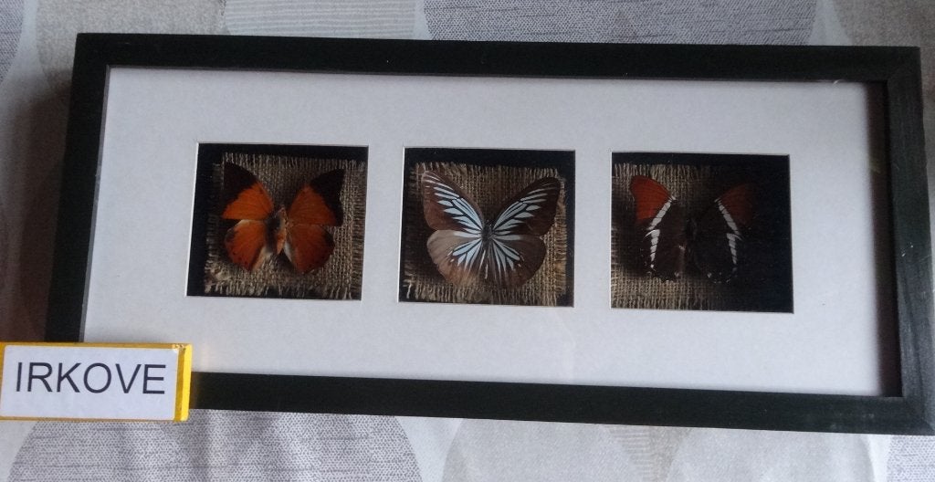 DRIE PRACHTIGE VLINDERS * Mooi Ingelijst *, Verzamelen, Dierenverzamelingen, Verzenden, Zo goed als nieuw, Insect, Opgezet dier