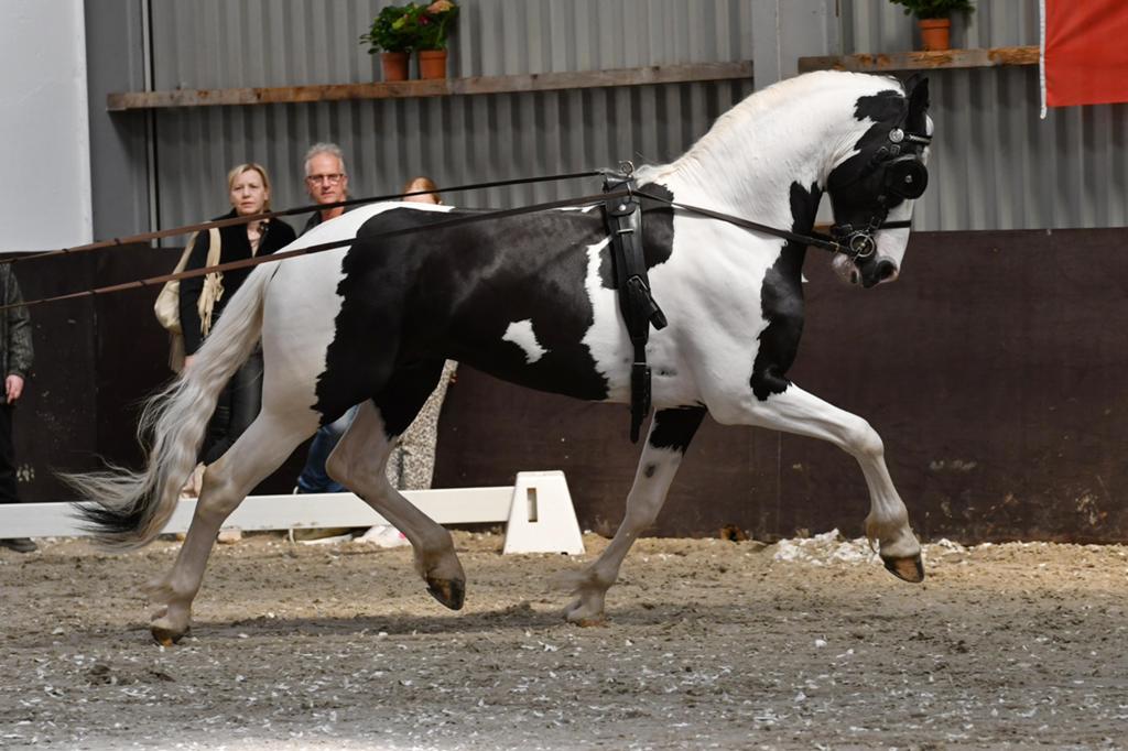 Ter dekking goed gekeurde barock pinto hengst, Hengst
