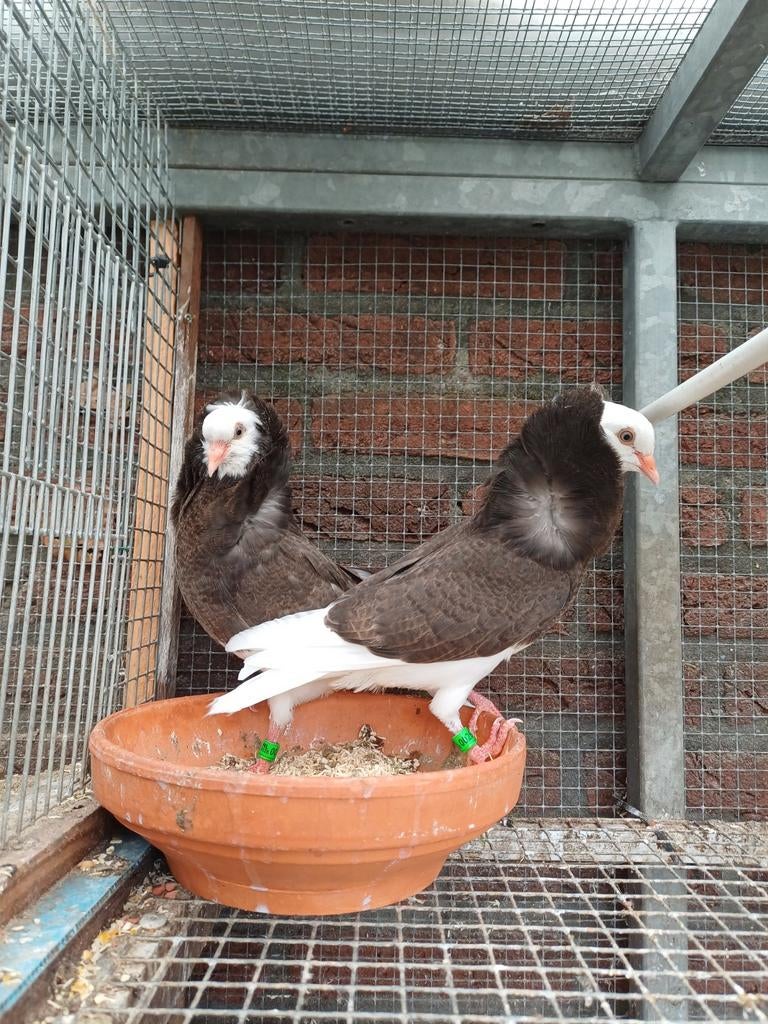 Te Koop: Oud Hollands Kapucijnen, Dieren en Toebehoren, Vogels | Duiven, Meerdere dieren, Overige soorten