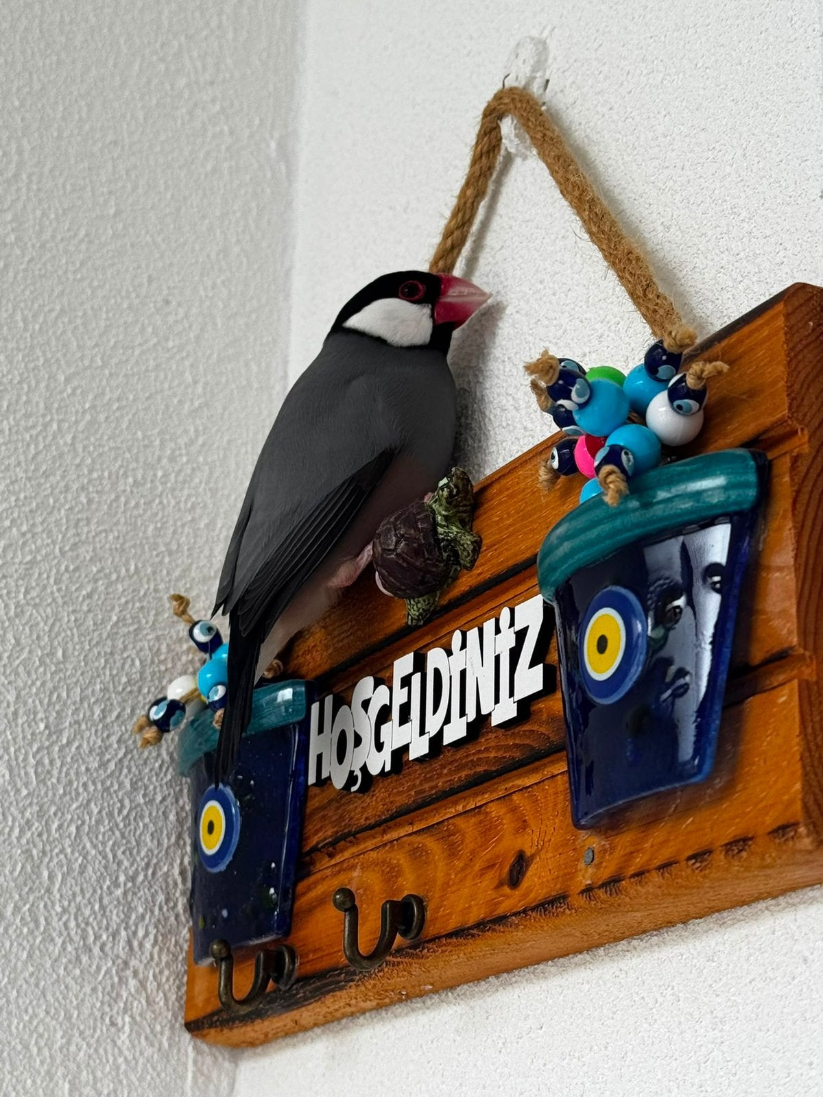 Gevonden tamme rijstvogel (Java-vink)  Spijkenisse – geringd, Dieren en Toebehoren, Vogel