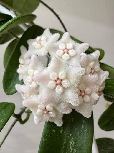 Hoya spectatissima, Ophalen of Verzenden, Overige soorten, Halfschaduw, Minder dan 100 cm