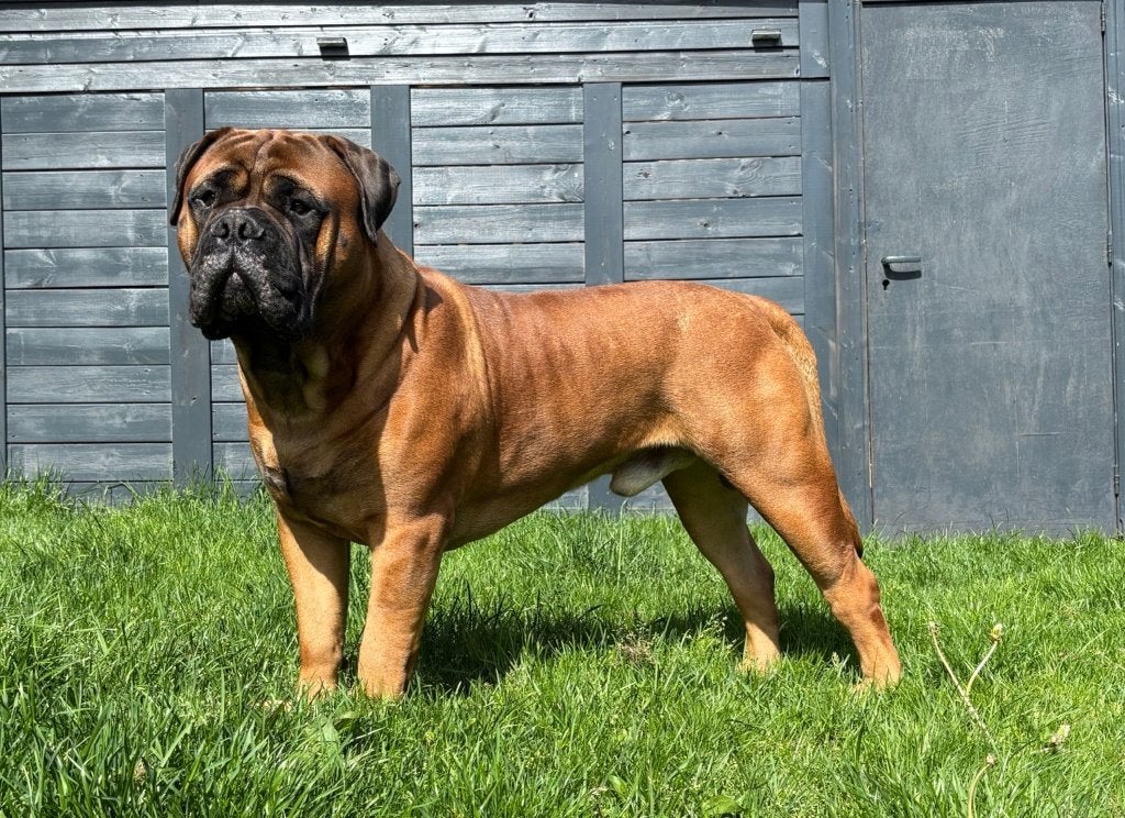 Bullmastiff Dekreu ( Bull mastiff), Parvo, Reu, 1 tot 2 jaar, Bulldog
