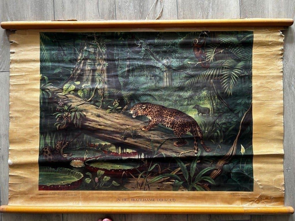 Oude schoolplaten, Antiek en Kunst, Antiek | Schoolplaten, Ophalen of Verzenden, Natuur en Biologie