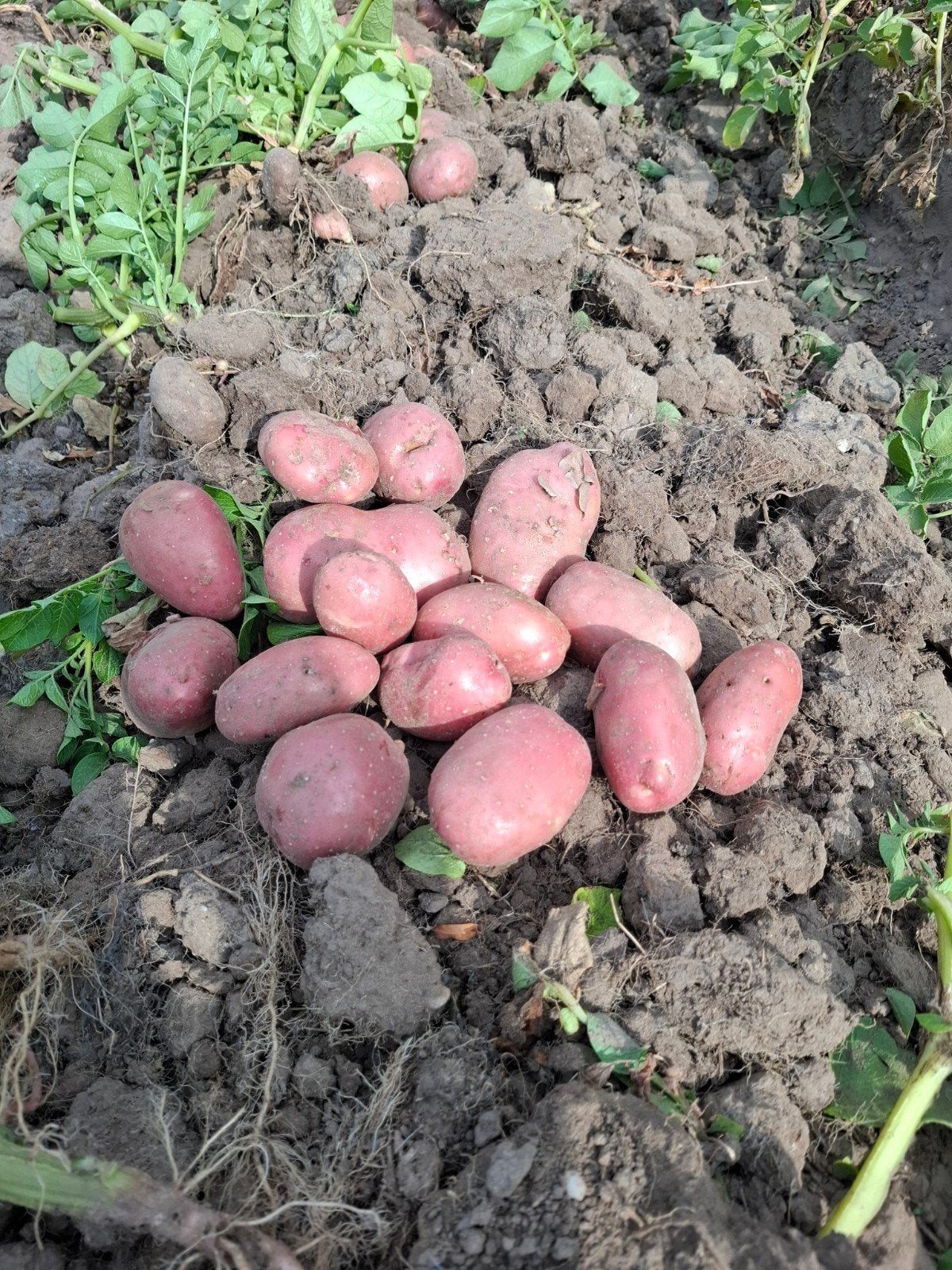 Verse rode aardappelen van eigen kweek, Diversen, Levensmiddelen, Ophalen of Verzenden