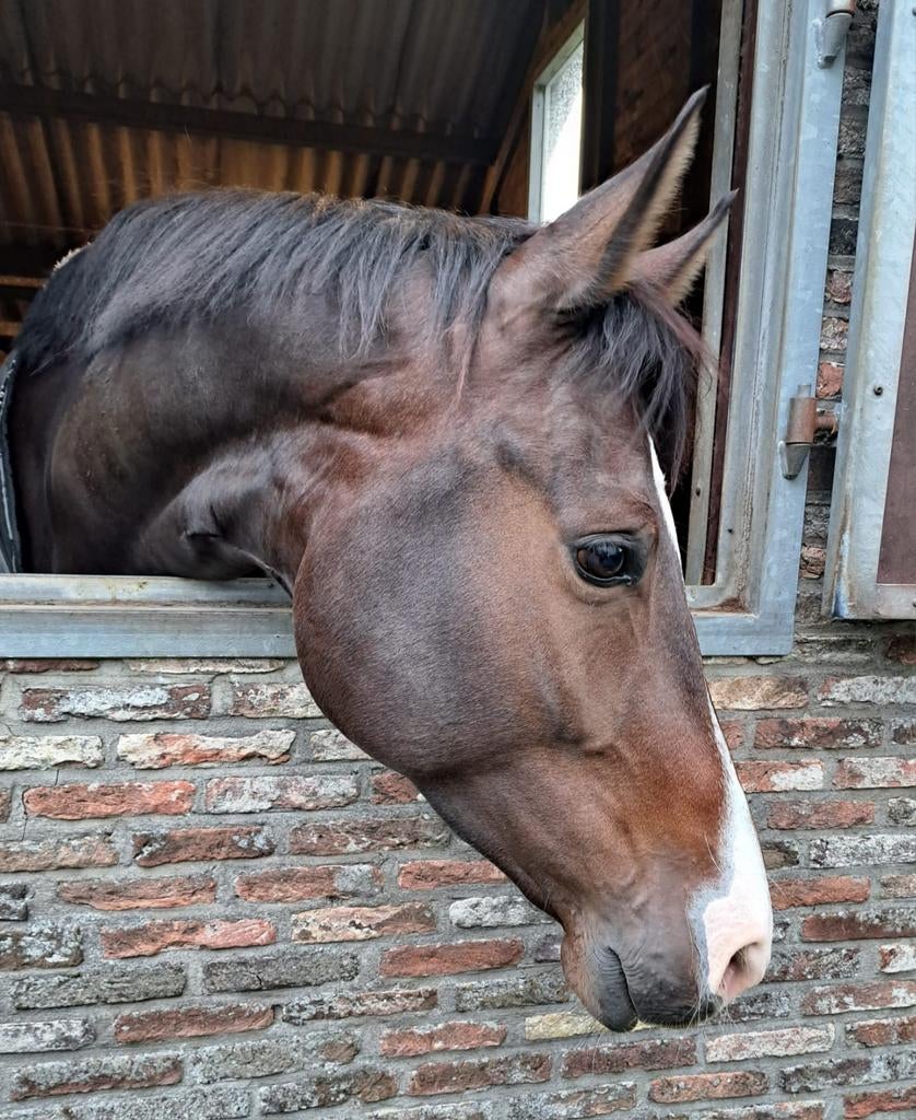 8 jarig dressuurpaard, Dieren en Toebehoren, Paarden, Ruin, Dressuurpaard, 7 tot 10 jaar