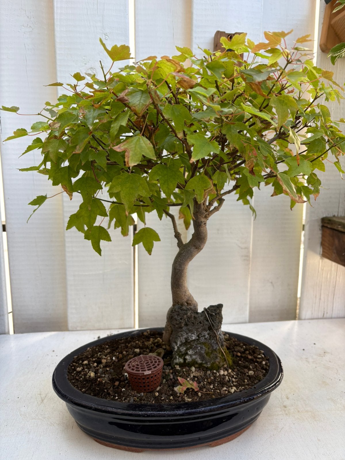 Bonsai spaanse aak., Tuin en Terras, Bloeit niet, Halfschaduw, Minder dan 100 cm, Overige soorten