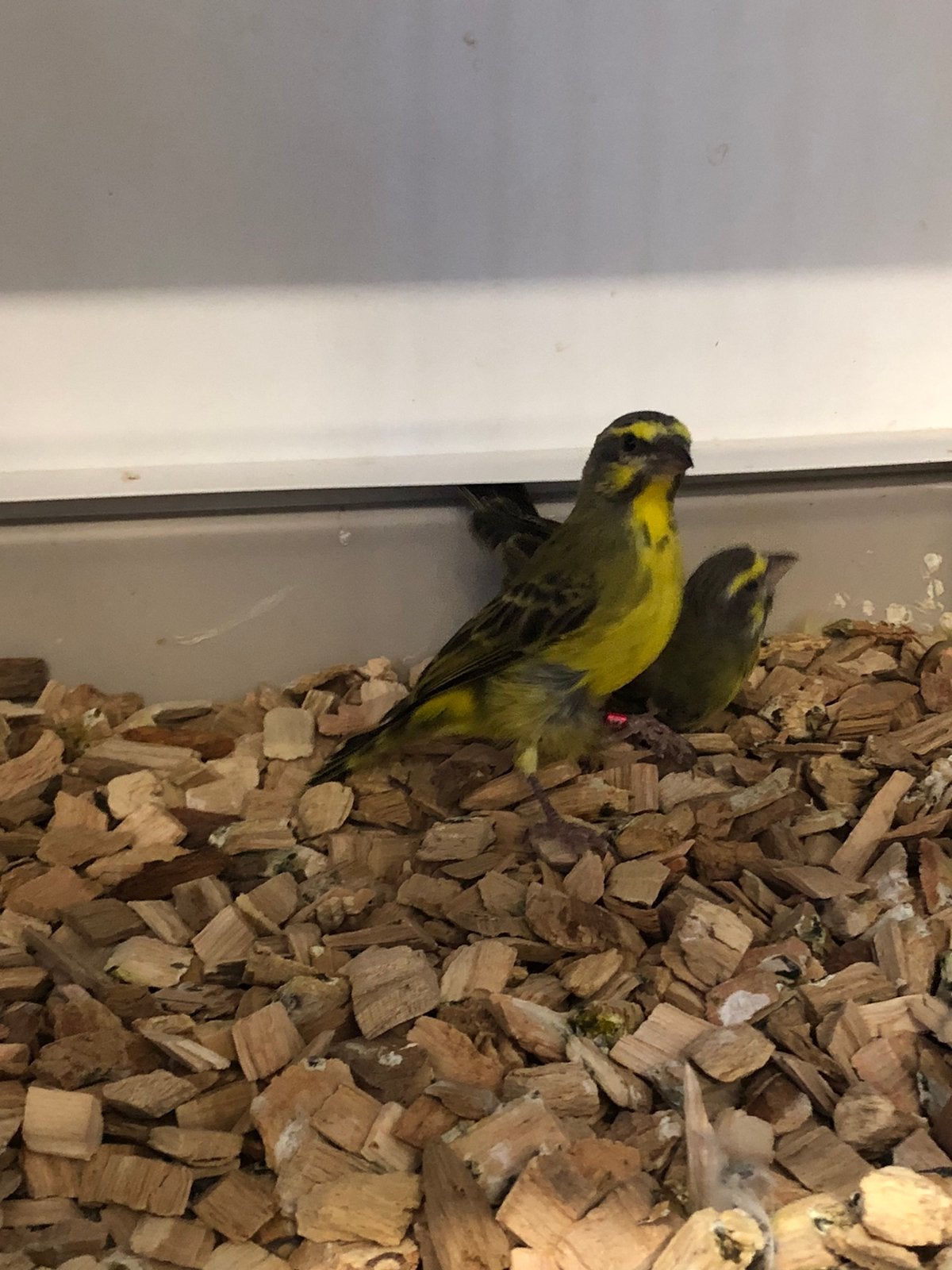 Koppel Mozambiquesijsjes, Dieren en Toebehoren, Vogels | Overige Vogels, Meerdere dieren