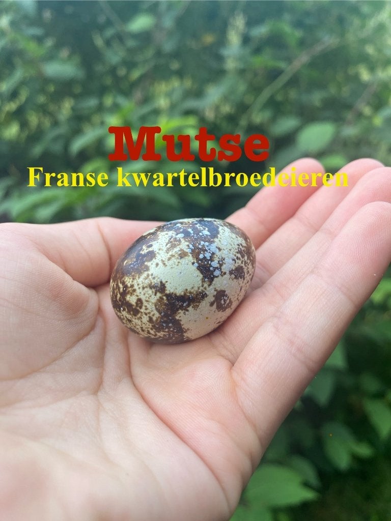 Franse kwartelbroedeieren, Dieren en Toebehoren, Pluimvee, Geslacht onbekend, Kip