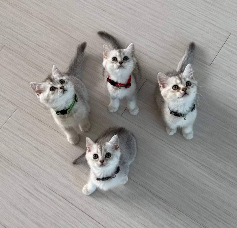 Unieke Britse Korthaar kittens – stamboom- kampioenslijn🩷, Meerdere dieren, Met stamboom