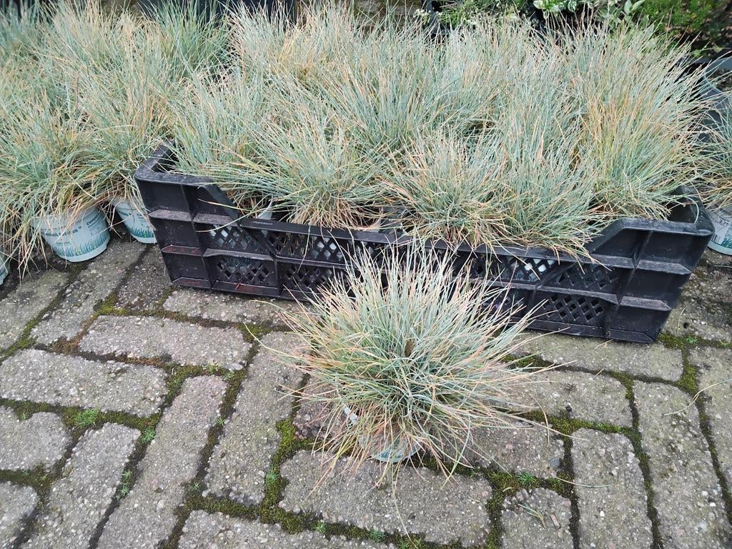 Festuca glauca 'compacta blue', Ophalen, Overige soorten