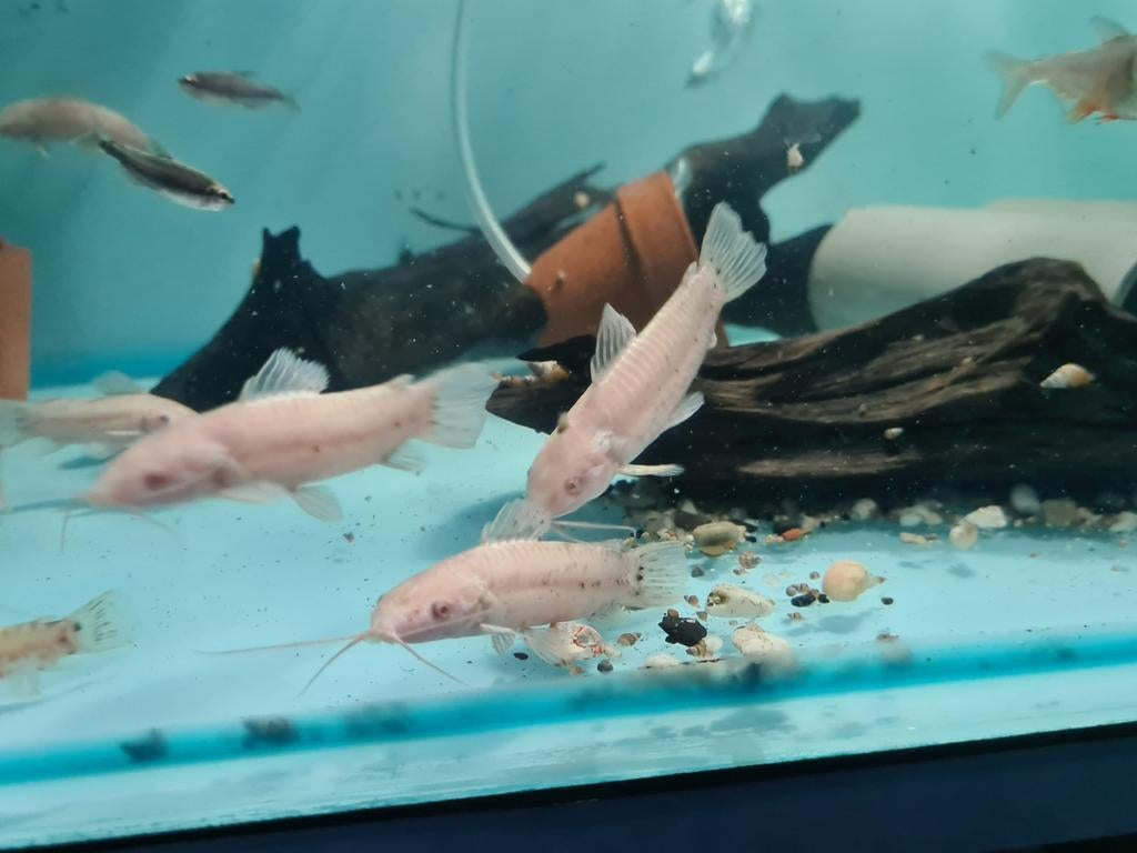 Albino Kwi Kwi meervallen, Hoplosternum Thoracatum Albino, Dieren en Toebehoren, Vissen | Aquariumvissen, Vis, Zoetwatervis