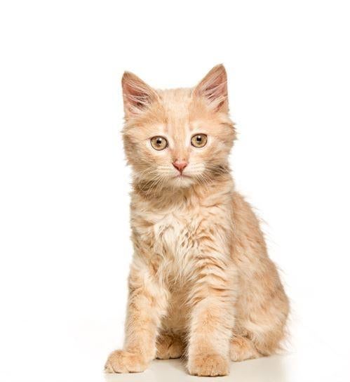 (Gezocht!) opzoek naar een lieve rode (kater) kitten!, Dieren en Toebehoren, Kater