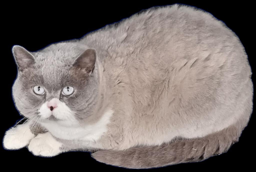 Dekkater Timon ivm omstandigheden te koop met ren., Dieren en Toebehoren
