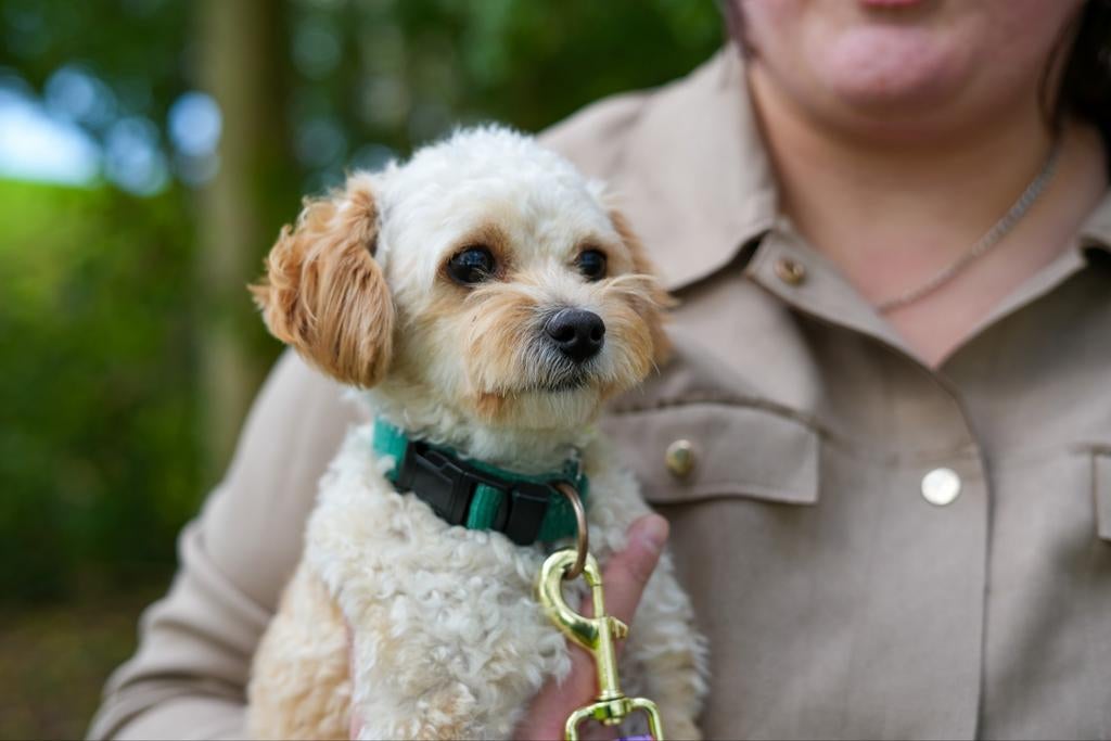Liefste Dekreu, enorme knuffelkont 🥰 Dekgarantie, Reu, 1 tot 2 jaar, Parvo, Eén hond