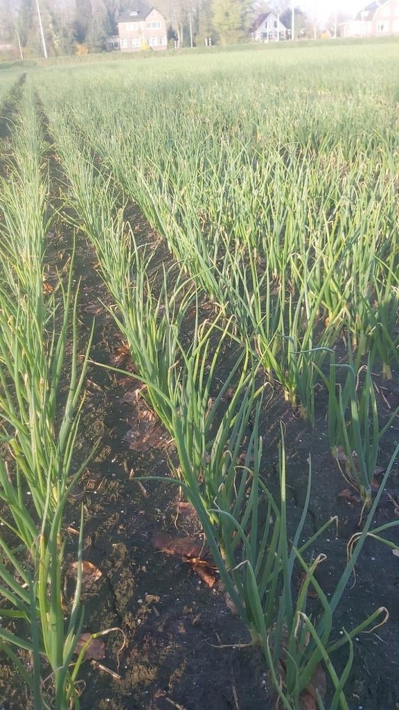 Landbouwgrond te huur gezocht voor 2025!, Ophalen of Verzenden
