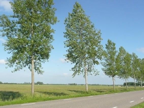 Canadese Populier / Populus canadensis, Tuin en Terras, Planten | Bomen, Ophalen of Verzenden, Lente, Volle zon, Overige soorten