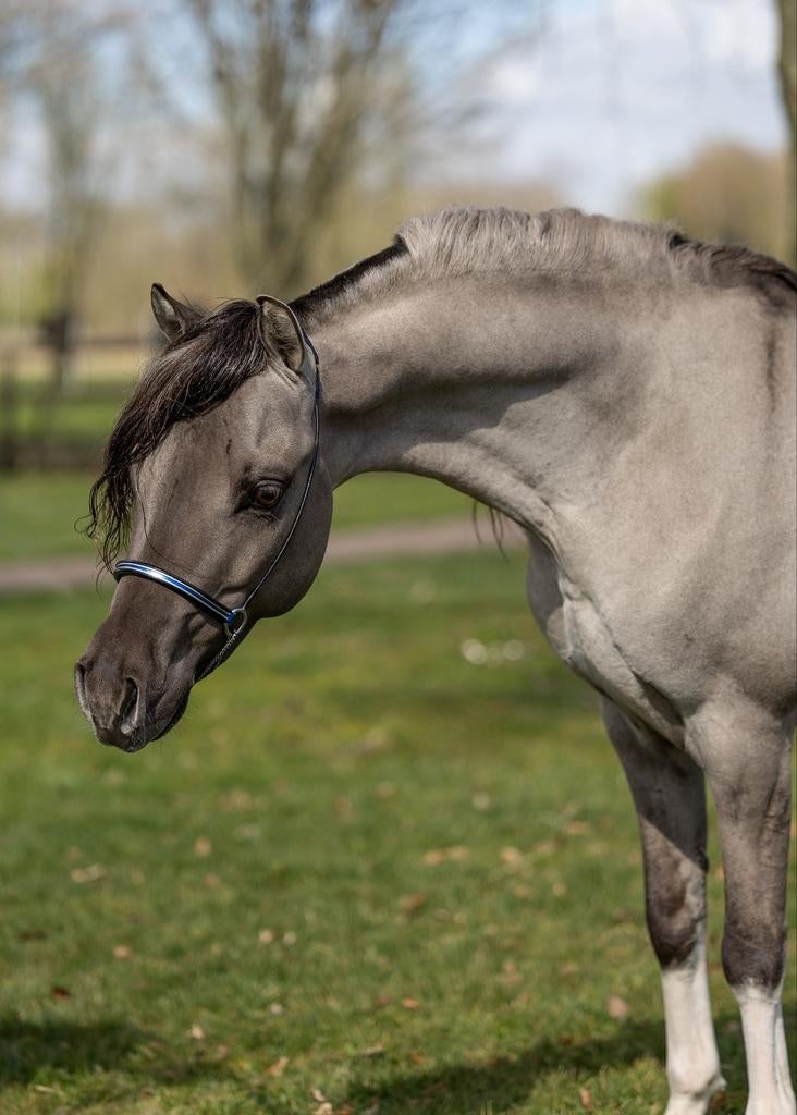 Unieke homozygoot Dun smokey grullo aspc amhr bmp ter dekkin, Dieren en Toebehoren, Paarden en Pony's | Dekhengsten en Fokmerries