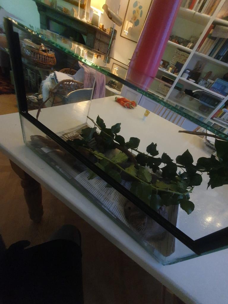 Wandelende takken (alles wat je nodig hebt), Ophalen, Gebruikt, Terrarium of Paludarium