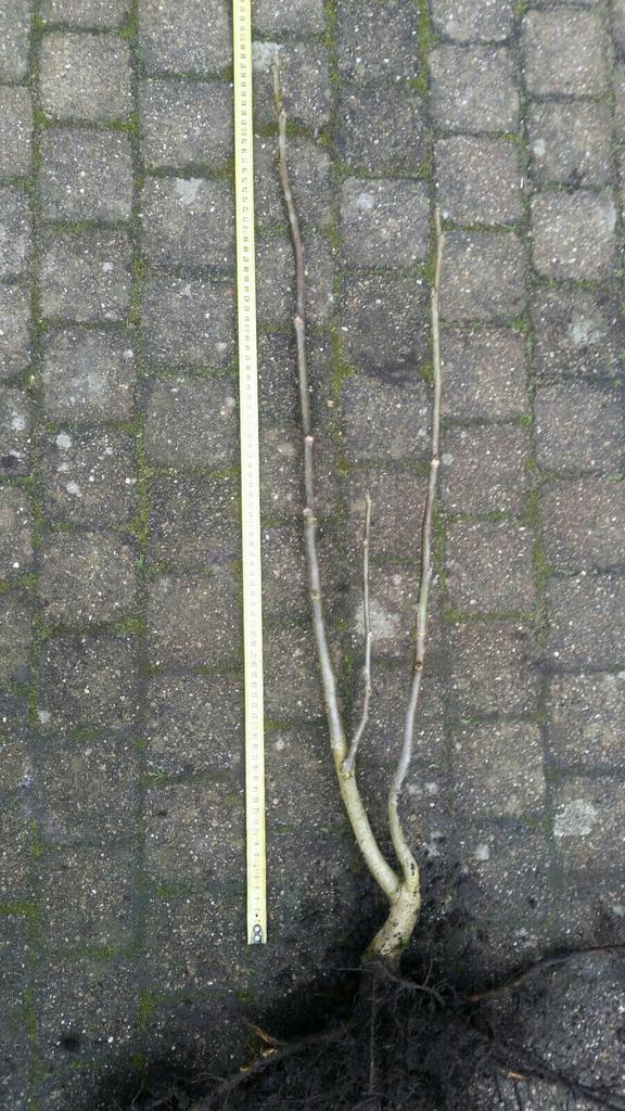 3 jonge walnoot bomen, Tuin en Terras, Planten | Bomen, Ophalen of Verzenden, Volle zon, Overige soorten, Minder dan 100 cm