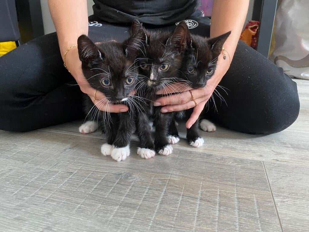 Kitten, Dieren en Toebehoren, Meerdere dieren