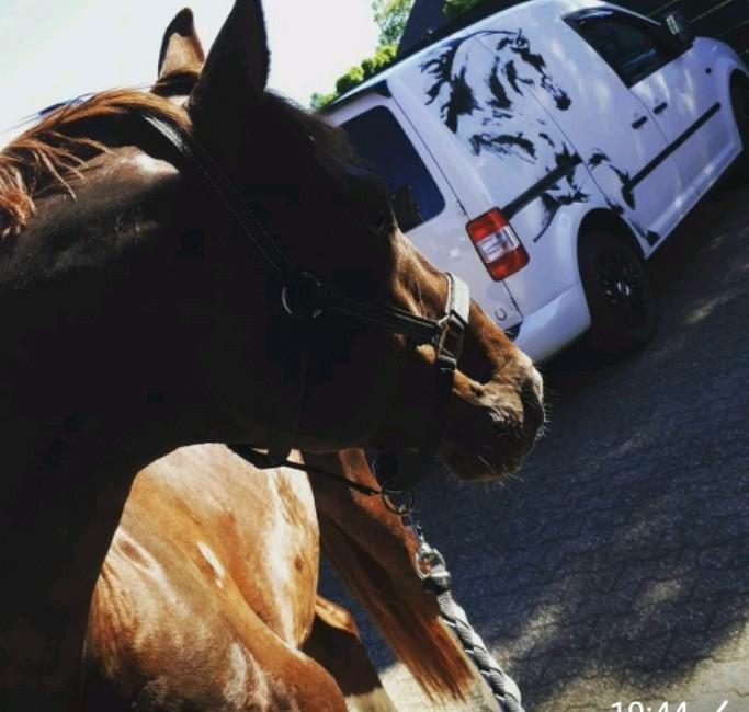 #HorseCare Professionele Paardenverzorging, Gedragstraining