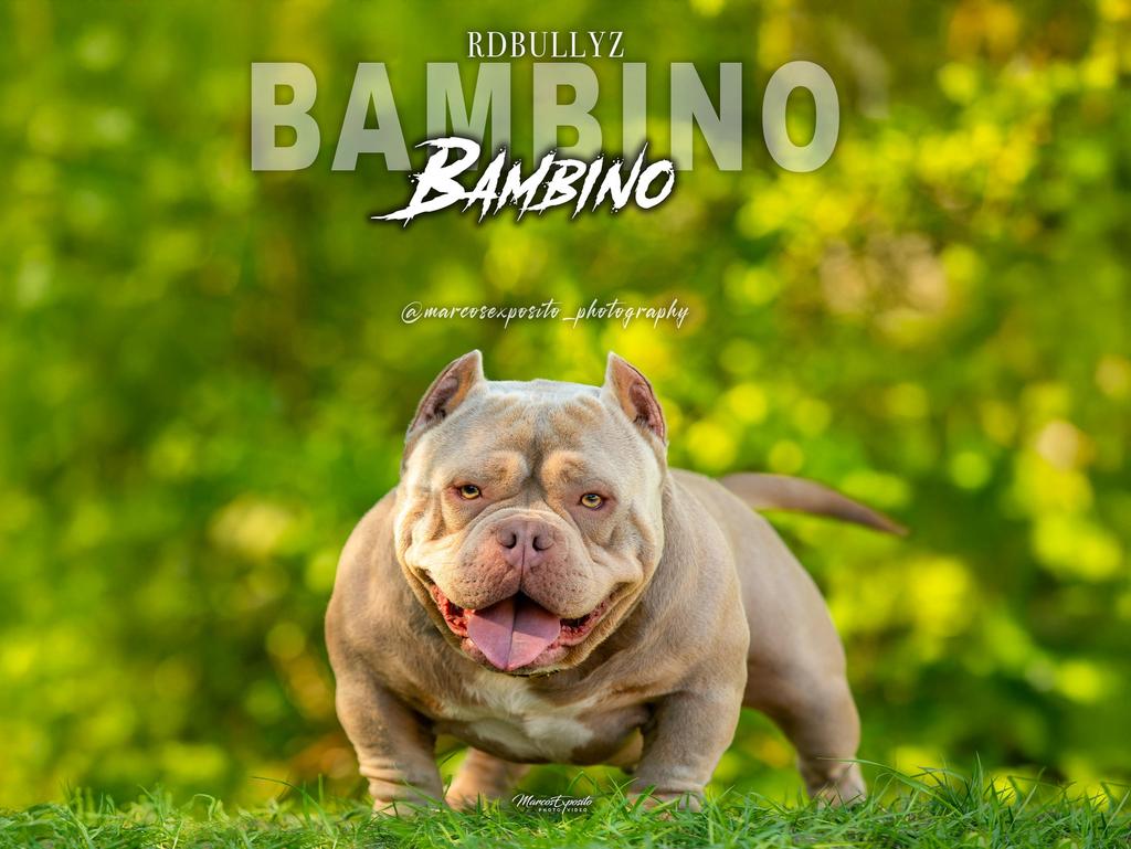 American Bully - stud (clean, extreem, micro), Dieren en Toebehoren, 1 tot 2 jaar, Eén hond, CDV (hondenziekte), Nederland