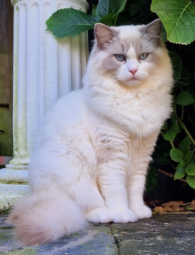 Dekkater ragdoll bue bicolor Baloe, Dieren en Toebehoren, Katten en Kittens | Dekkaters, 0 tot 2 jaar