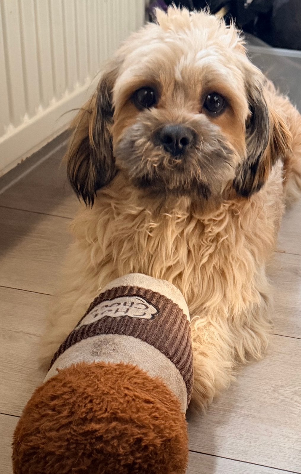 Shih-tzu reutje 8 maanden oud, 15 weken tot 1 jaar, CDV (hondenziekte), Eén hond, Nederland
