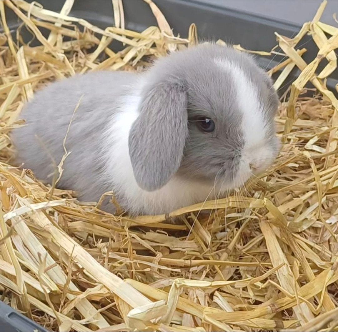 Super lief en mooi minilop rammetje split blue, Mannelijk, Dwerg, Hangoor, 0 tot 2 jaar