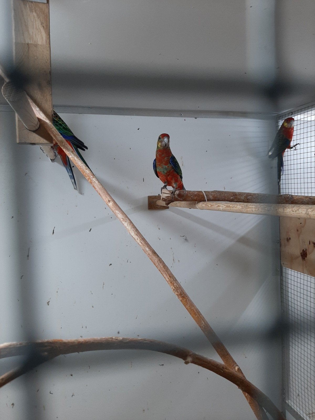 te koop Stanley rosella, Vrouwelijk, Geringd
