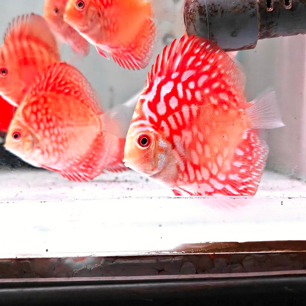 Mix van jonge discussen van 7-10 cm, Dieren en Toebehoren, Vis, Zoetwatervis, Schoolvis