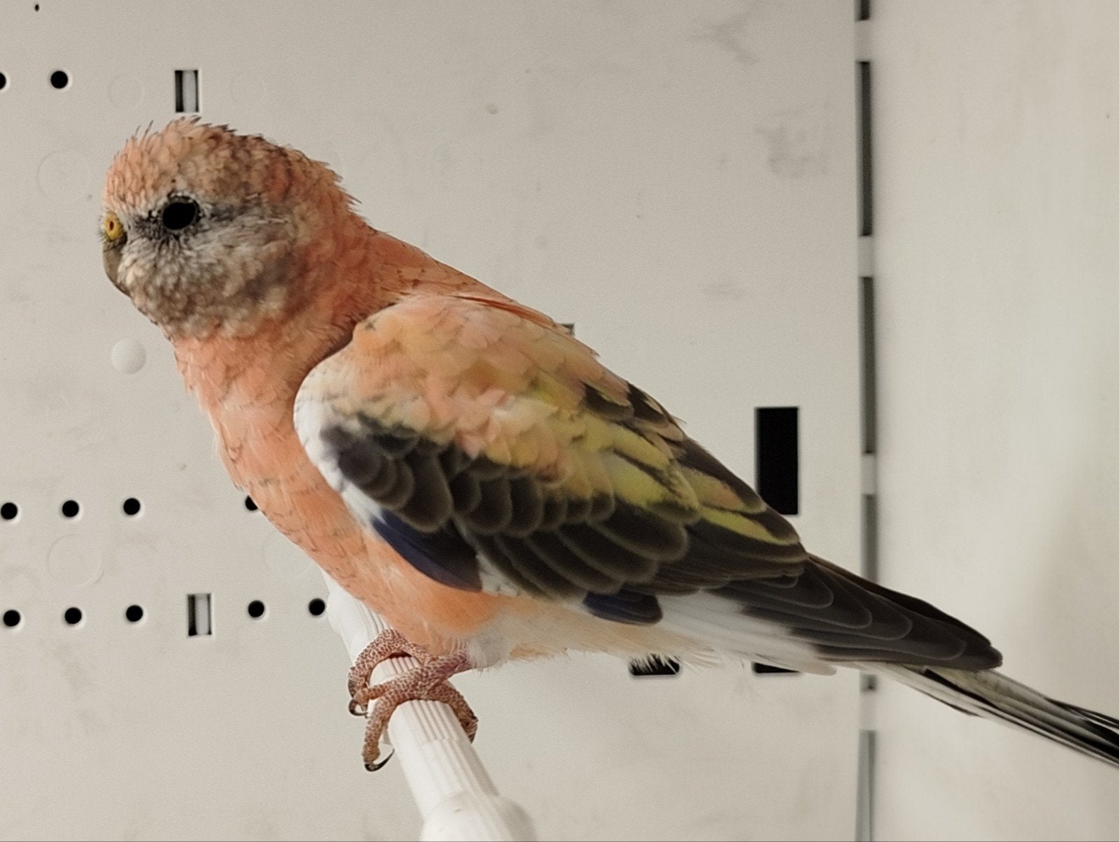 opaline bourke pop 2026, Dieren en Toebehoren, Vogels | Parkieten en Papegaaien, Vrouwelijk, Parkiet, Geringd