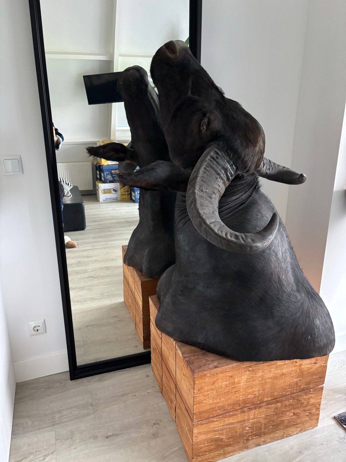 kop van een buffel, Ophalen, Gebruikt, Wild dier, Opgezet dier