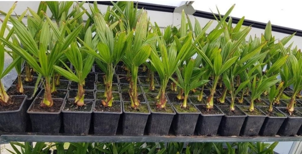 Palmboom fortunei trachycarpus 40cm hoog, Tuin en Terras, Volle zon, Vaste plant, Bloeit niet, Ophalen