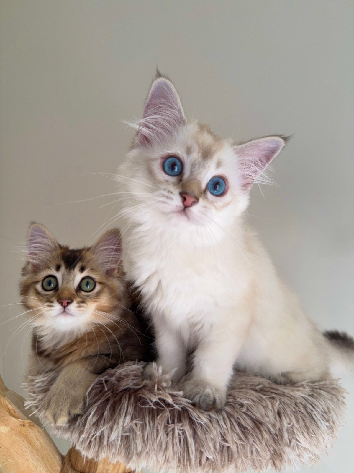 Hele aanhankelijke Ragdoll x Britse Langhaar kittens, Dieren en Toebehoren, Katten en Kittens | Raskatten | Langhaar, Meerdere dieren