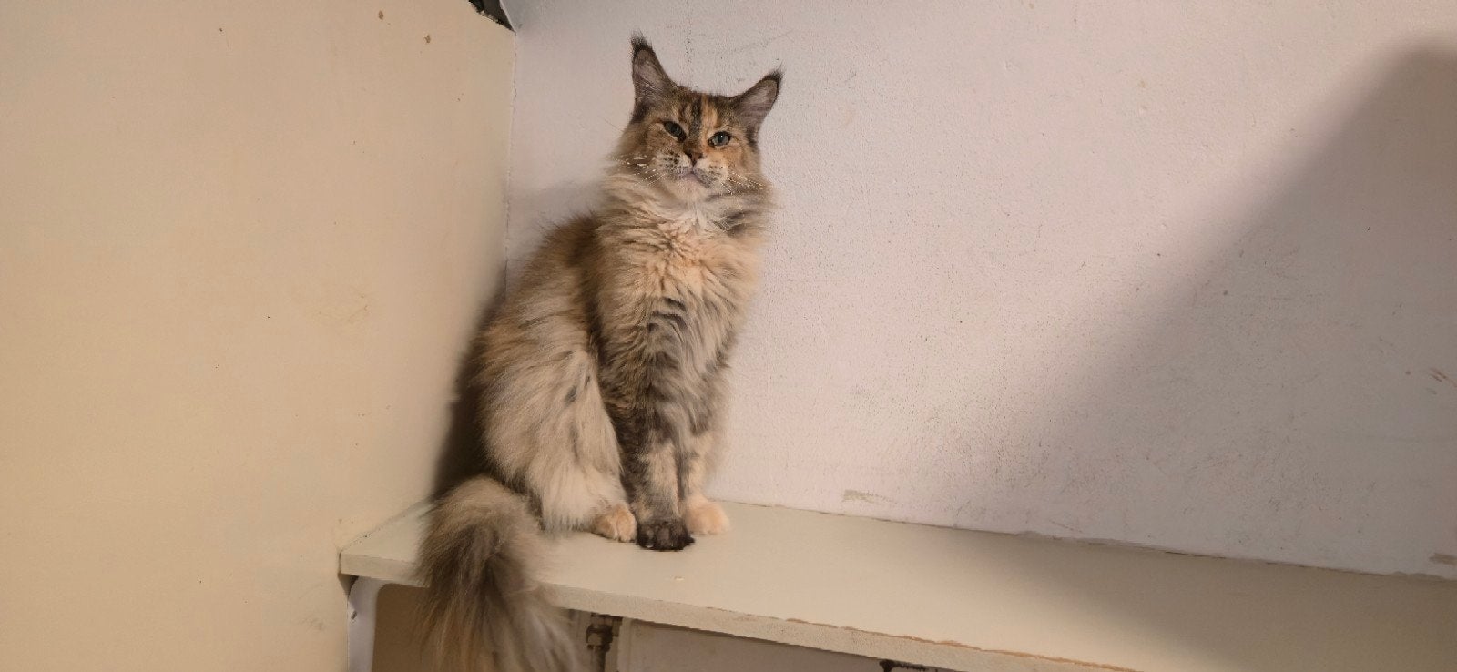Maine Coon StreetTiger Precious(poes), Dieren en Toebehoren, Katten en Kittens | Raskatten | Langhaar, Poes, Met stamboom, 6 jaar of ouder