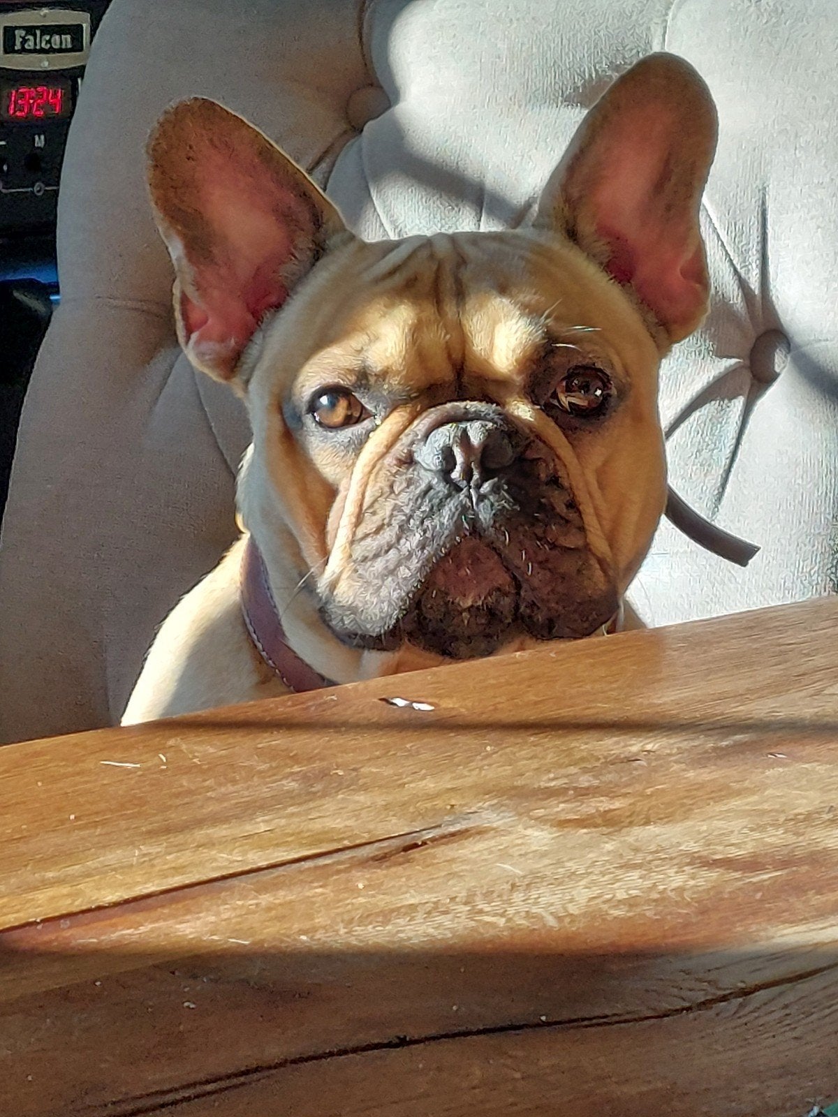 franse bulldog teef zoekt adres in de buurt, 1 tot 2 jaar, Teef, Bulldog, Eén hond