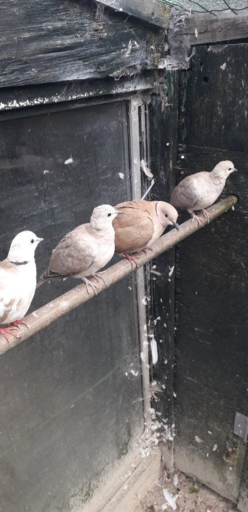 Jonge Tortelduiven, Dieren en Toebehoren, Vogels | Duiven, Meerdere dieren, Tortelduif