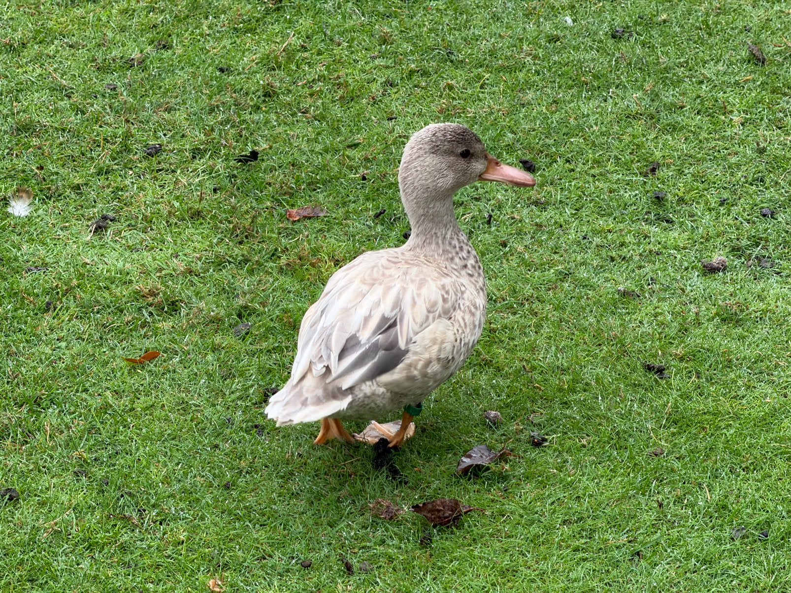 Blonde blauwvleugeltaling woerd te koop, Dieren en Toebehoren, Mannelijk, Eend